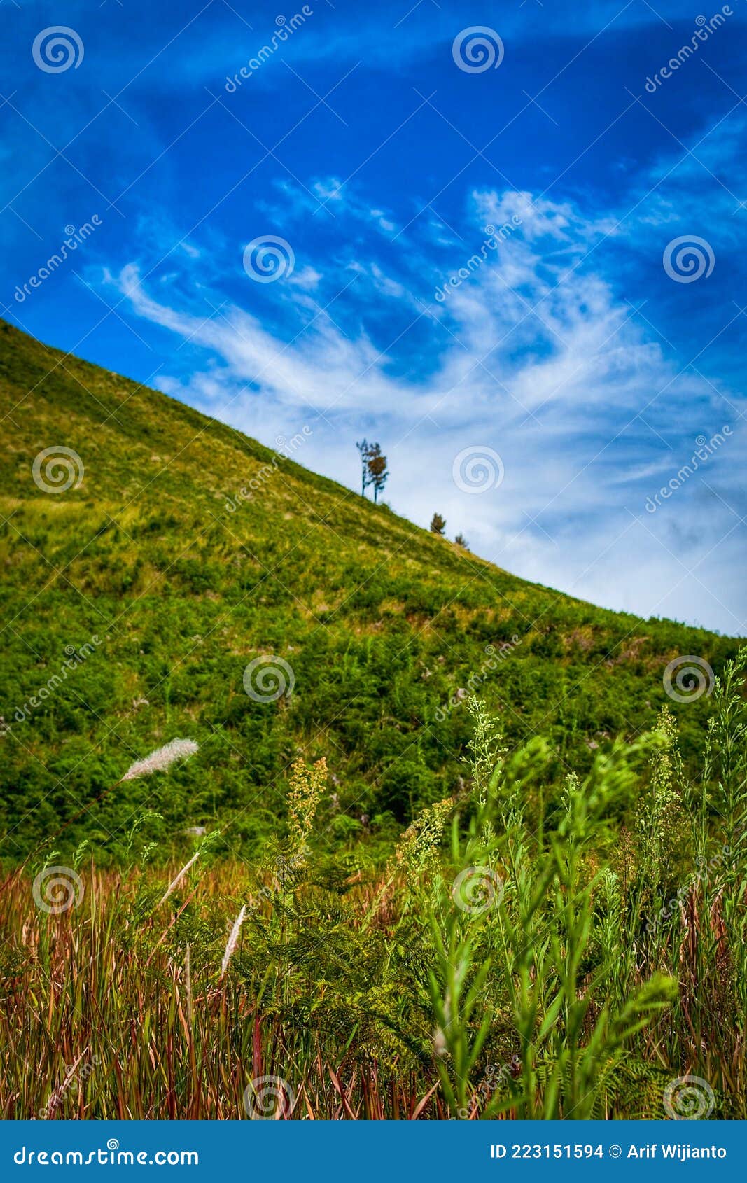 Best View Green Mountain in Java Stock Photo Image of java, tree