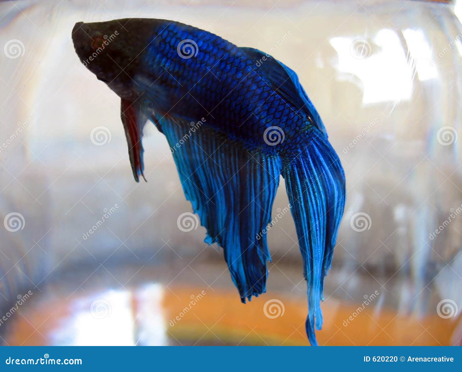 Beta fish macro stock photo image of invertebrate fish 620220