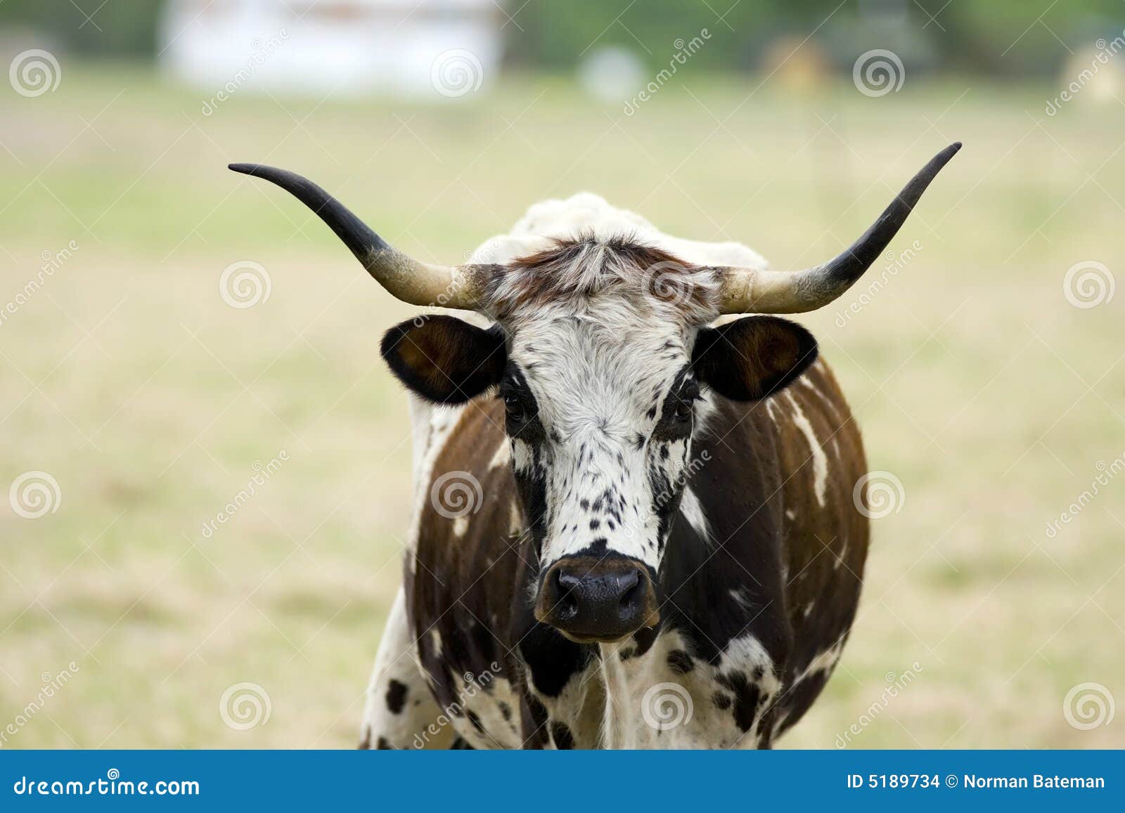 Betande longhorn texas för ko. Betar den betande longhornen för komat texas