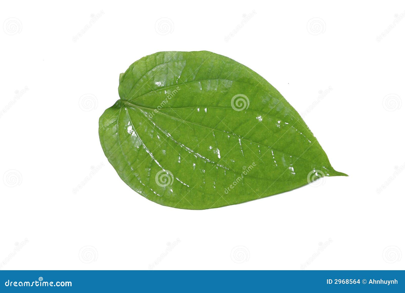 betel-leaf-2968564.jpg