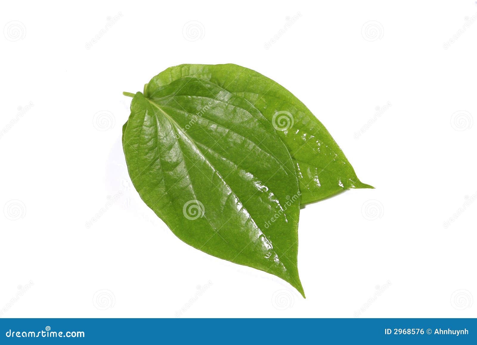 Betel leaf stock photo. Image of oldwomen, asia, fresh 2968576