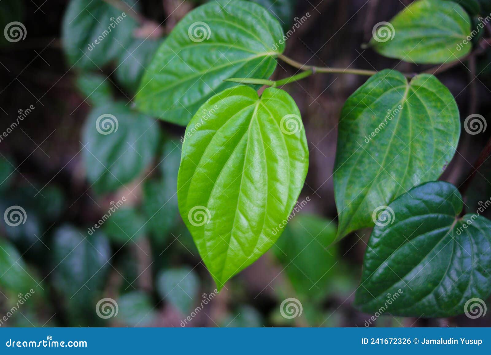 Betel Leaf with a Blurred Background in the Garden. Betel is a Native ...