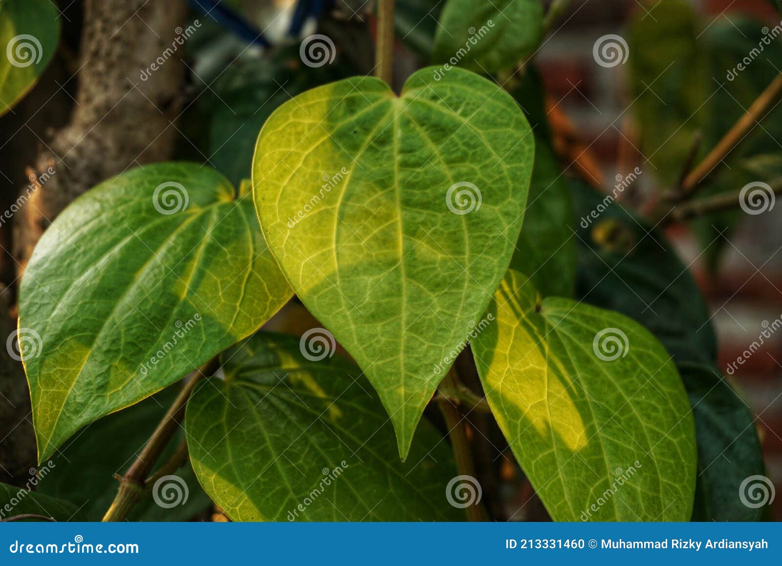 Betel Leaf, this Leaf is Commonly Used Medicine Stock Photo Image of