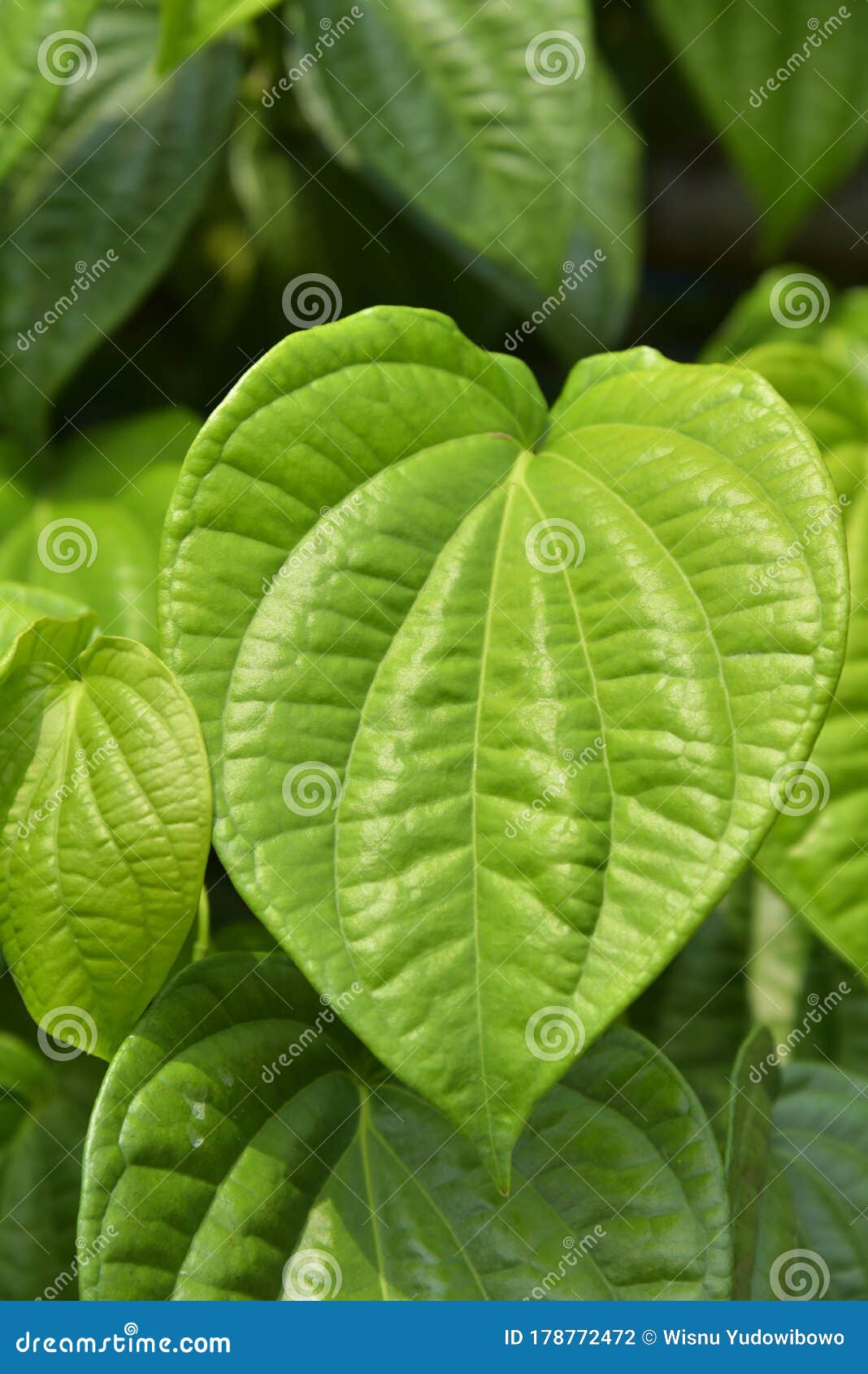 Betel Leaf Plant - Daun Sirih Stock Photo - Image of garden, mint ...
