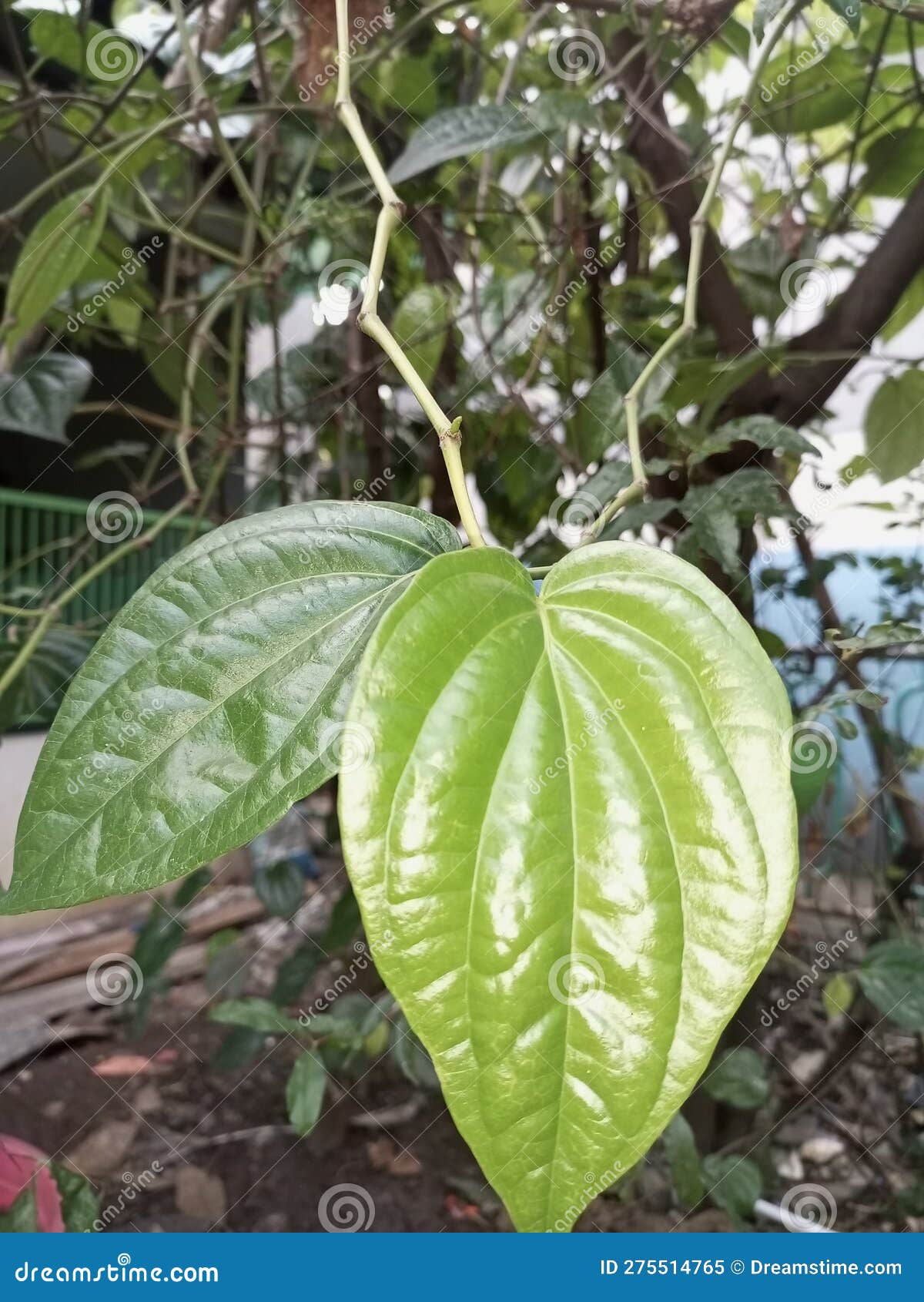 Betel leaf plant outdoors stock image. Image of plant 275514765