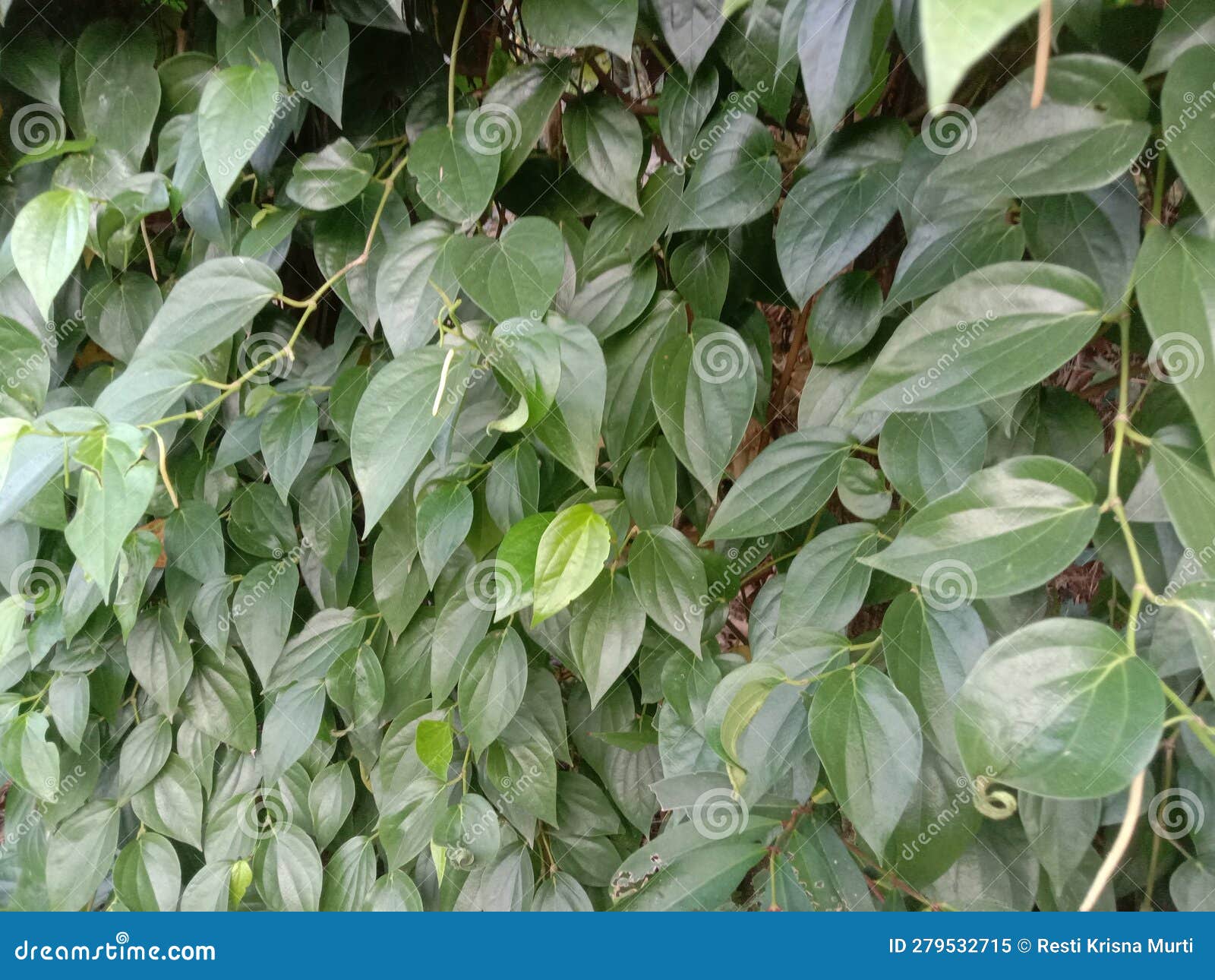 betel is a native plant from indonesia that grows vines or leans on other tree trunks