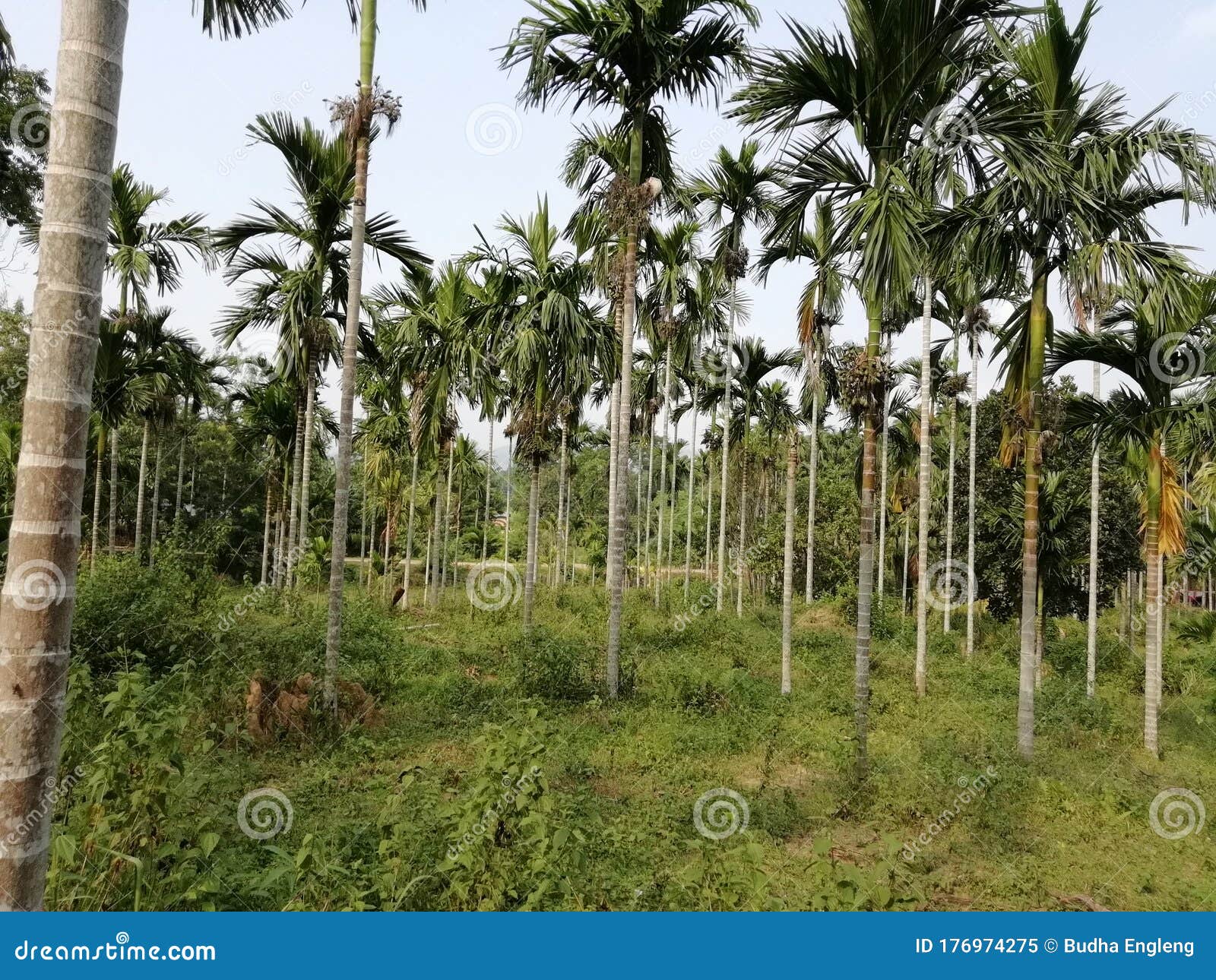 betel nut tree, scientific name areca catechu