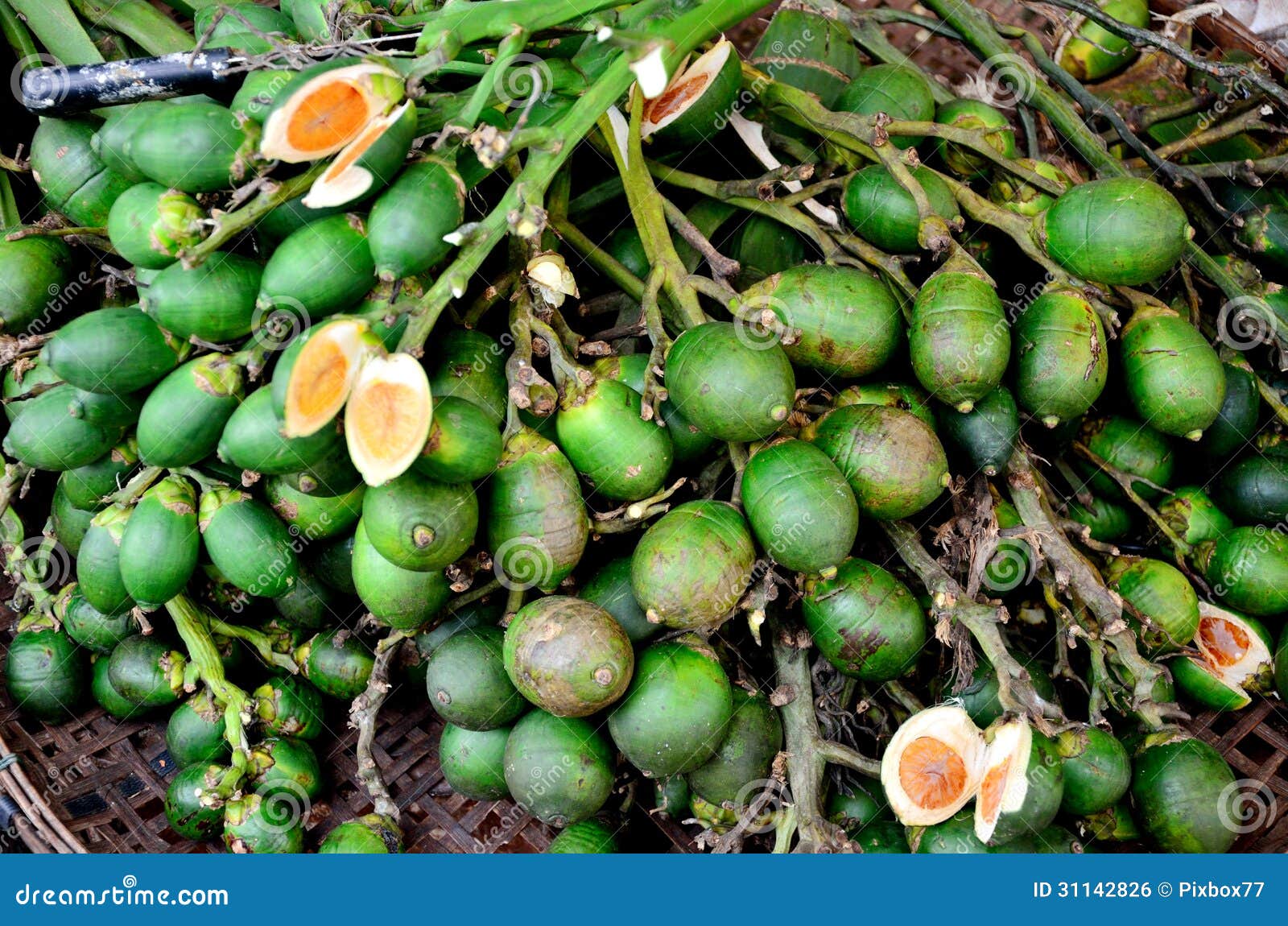 Betel palm nut fruit stock photo. Image of plant, fruit 31142826