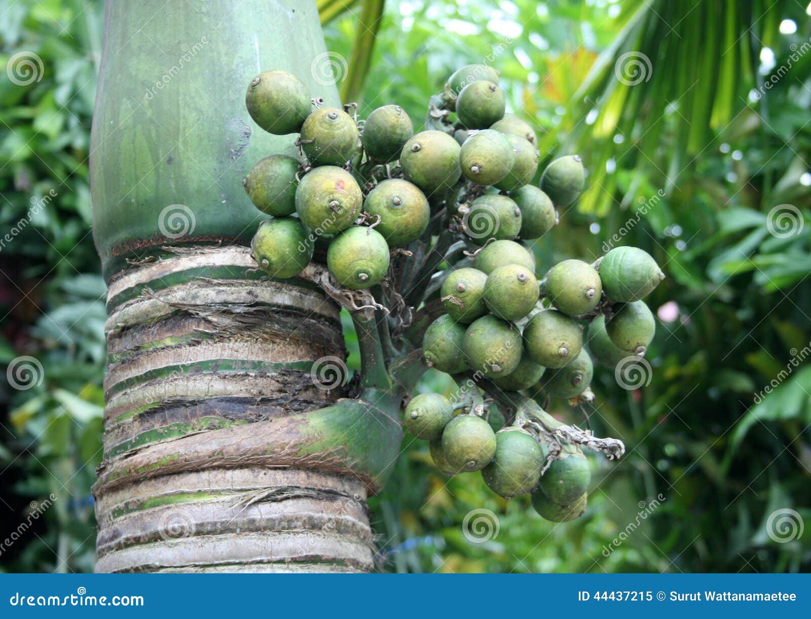 Betel palm nut fruit stock image. Image of seed, freshness 44437215