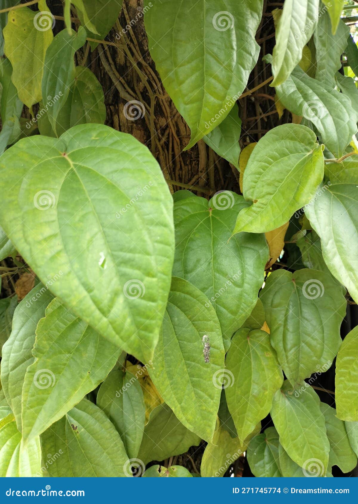 The Betel Plant is a Type of Vine that Has Many Properties, One of ...