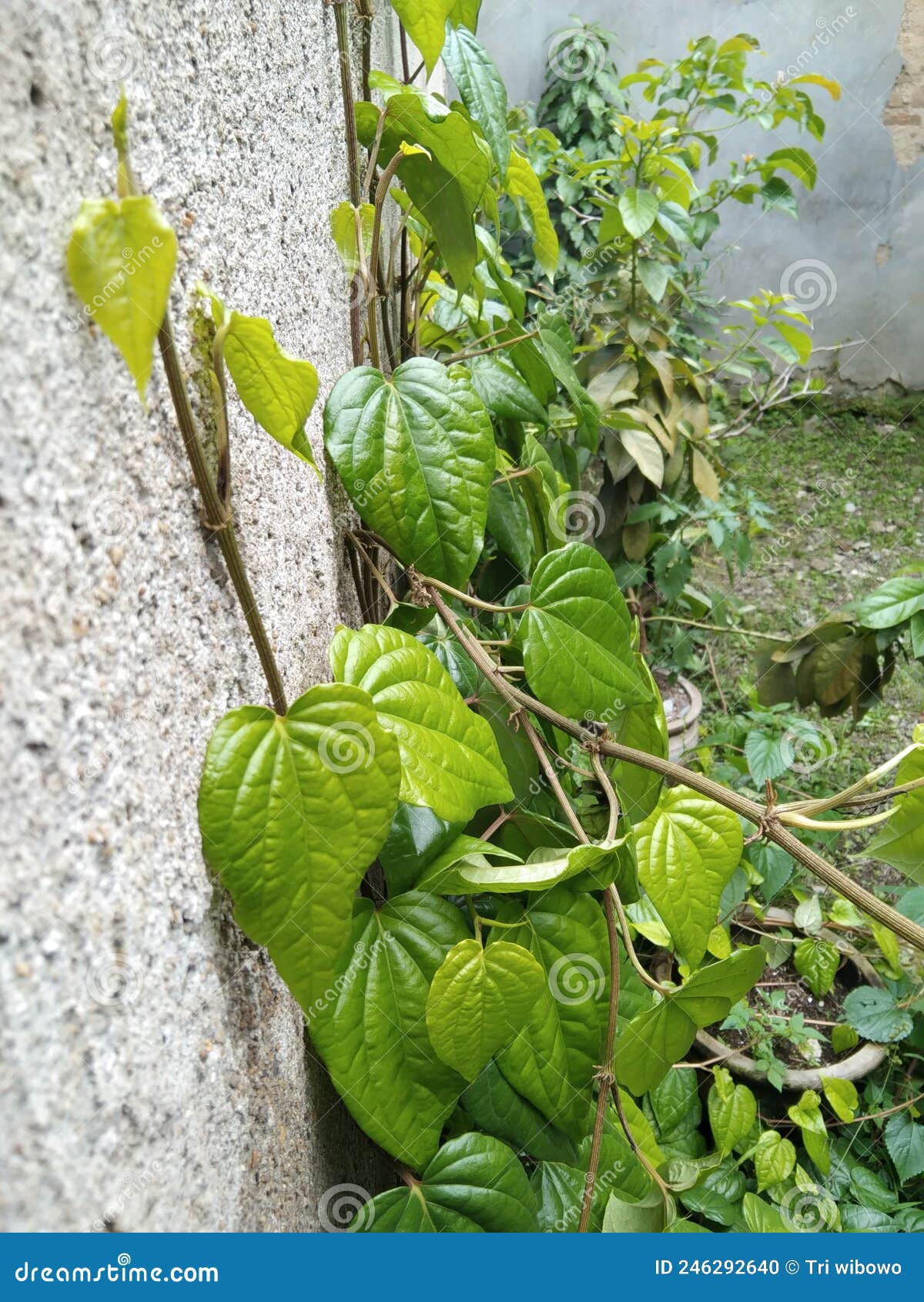 Betel Plant is a Vine with Many Benefits Stock Photo Image of branch, garden 246292640