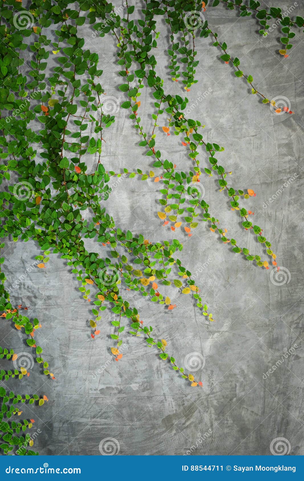 Betonmauer Und Zierpflanzen Oder Efeu Oder Gartenbaum Stockbild Bild