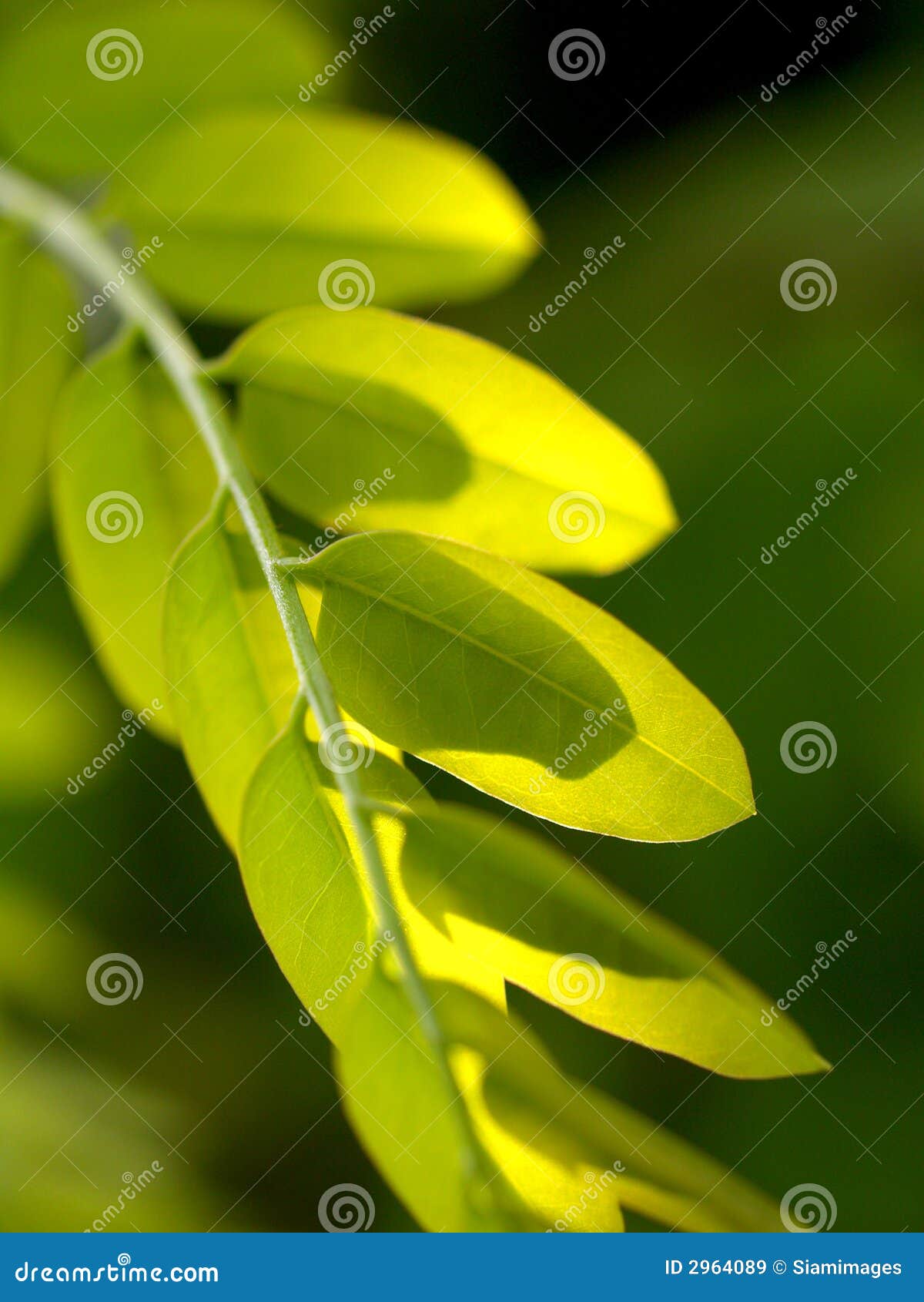 Betriebsformular in Natur 9. Ein Fotomakro des Betriebsformulars in einer Natur