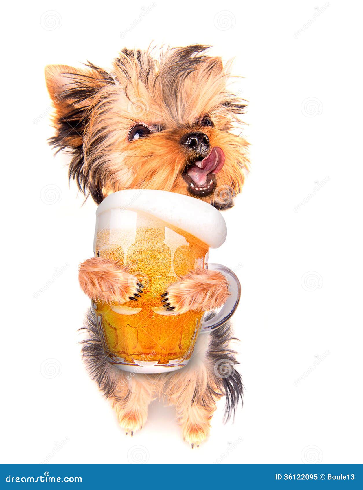 Betrunkener Hund mit Bier stockbild. Bild von bier, hund 36122095