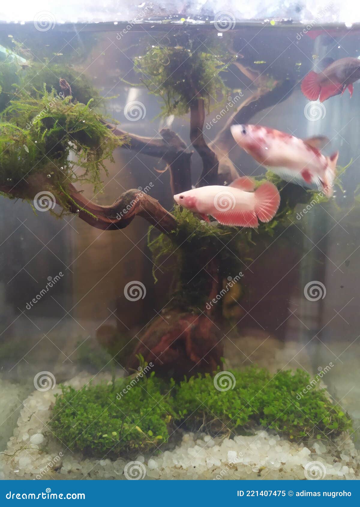 Betta fish aquascape stock image. Image of fish, betta - 221407475