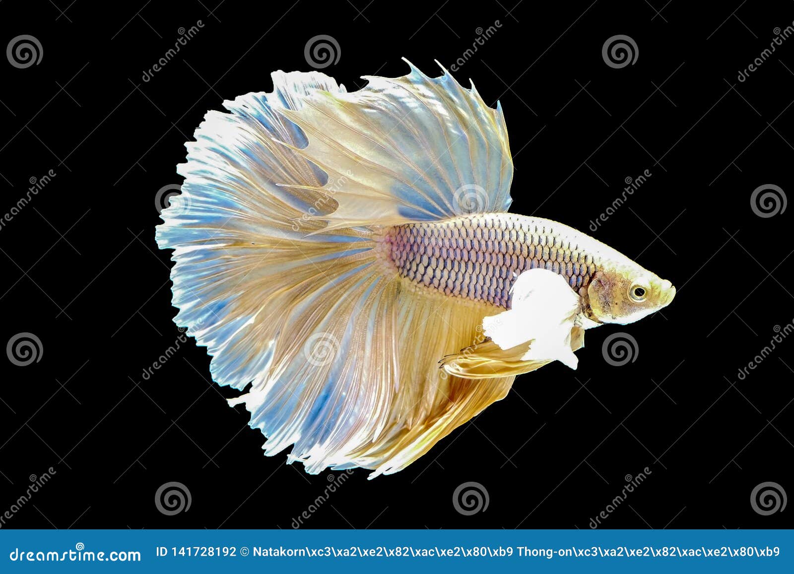 Colorful Thai Betta Fish, Golden Betta, Cracked Fish on a Black ...