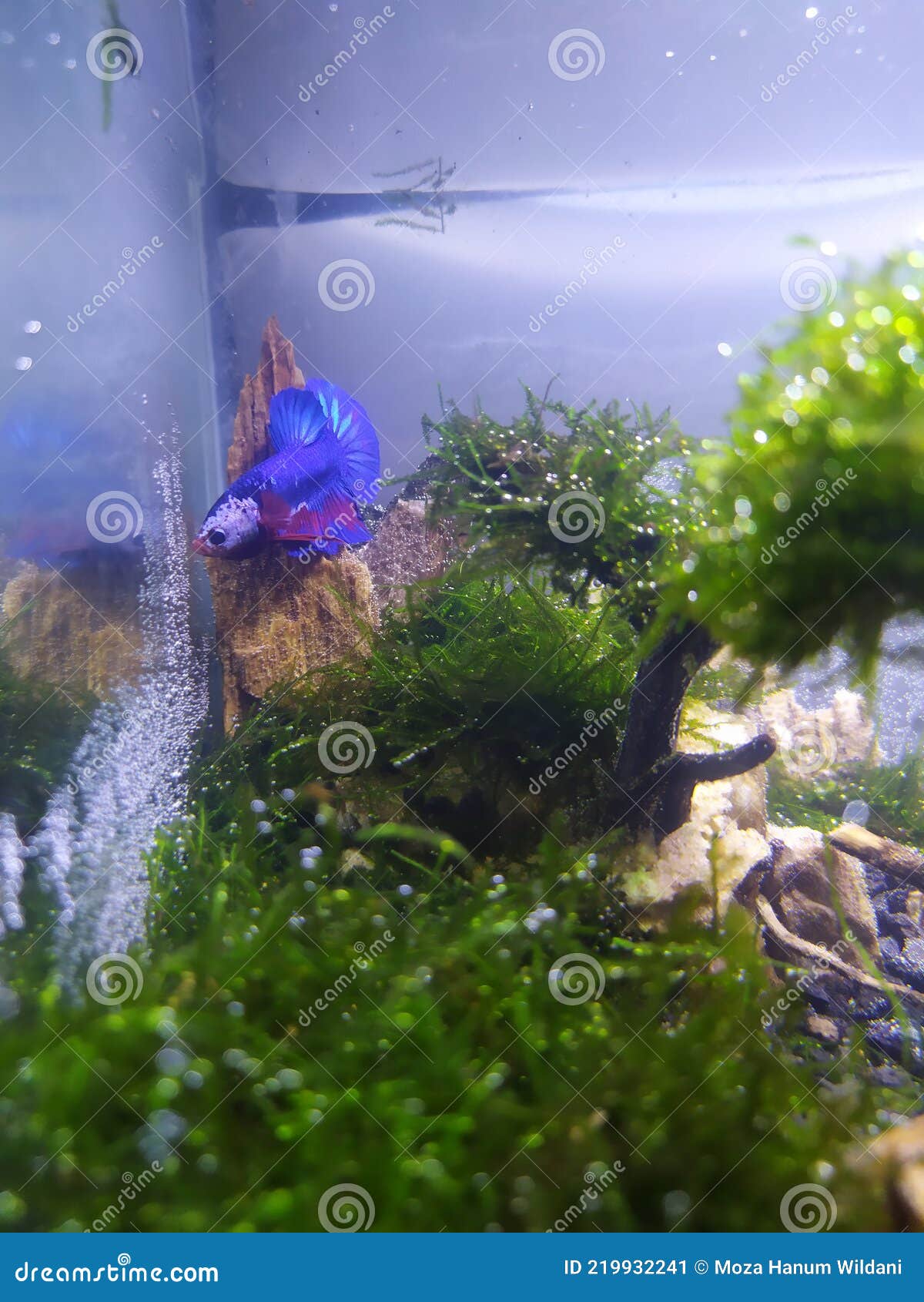 betta aquascape