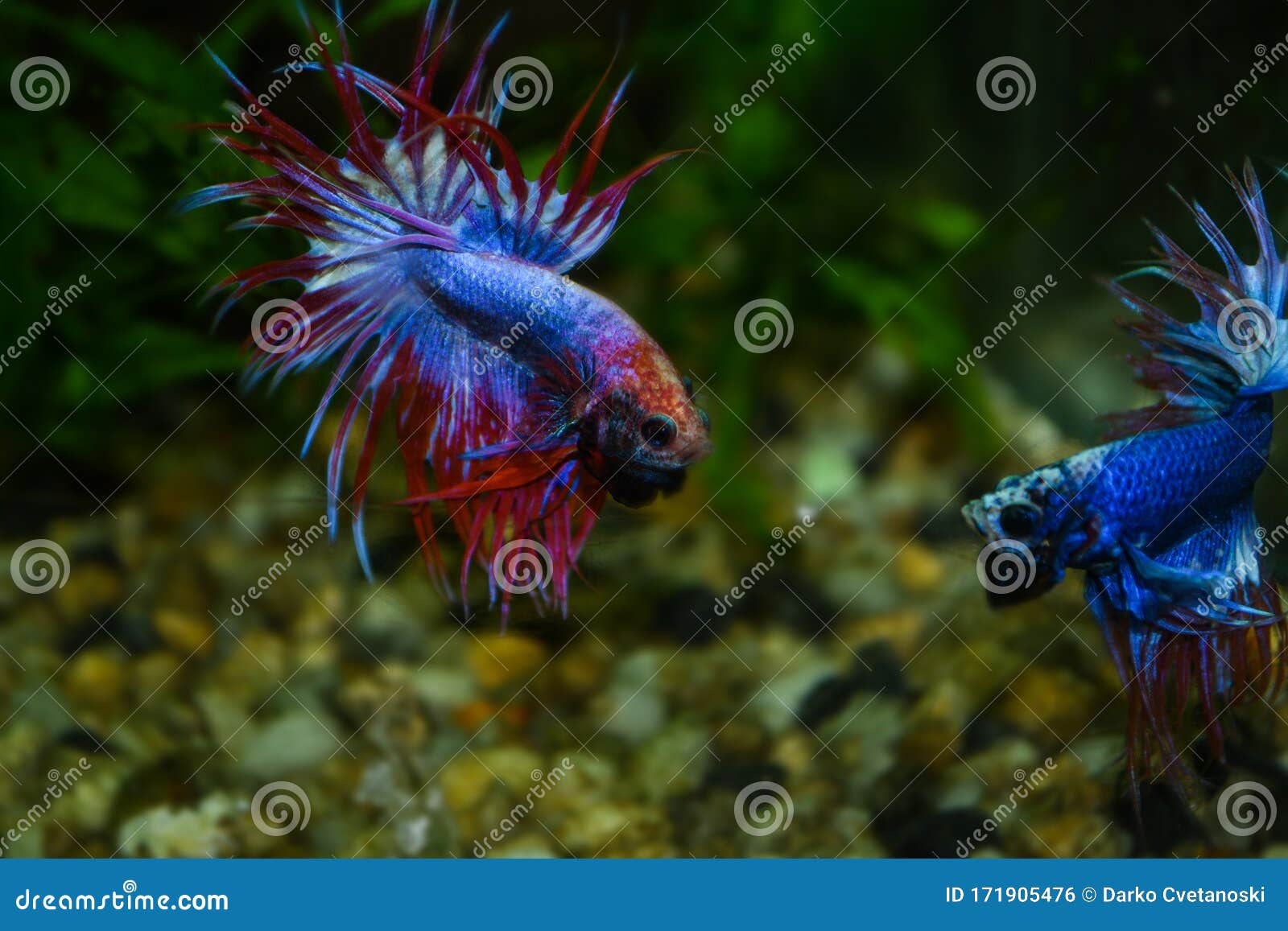 siamese fighting fish tropical