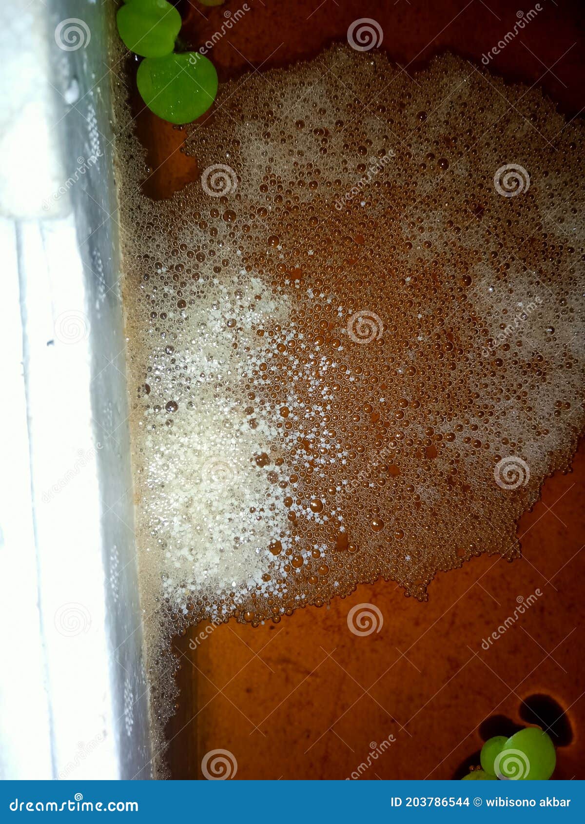 Betta fish egg stock photo. Image of fish, gonad, breeding 203786544