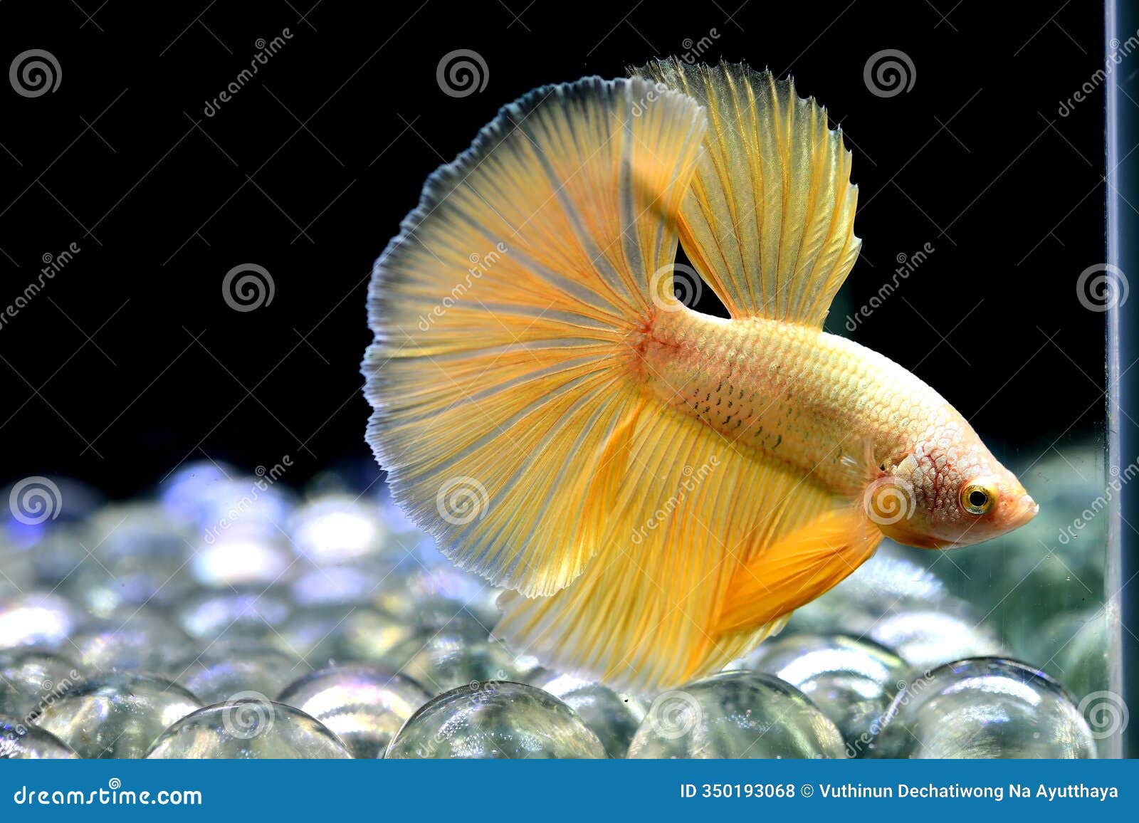 betta fish fancy gold mustard halfmoon long tail
