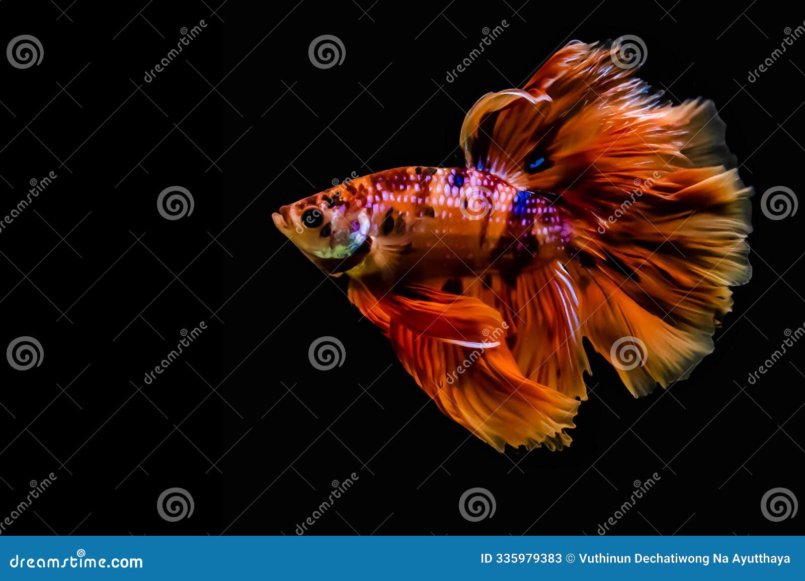 betta fish fancy nemo galaxy halfmoon on black background