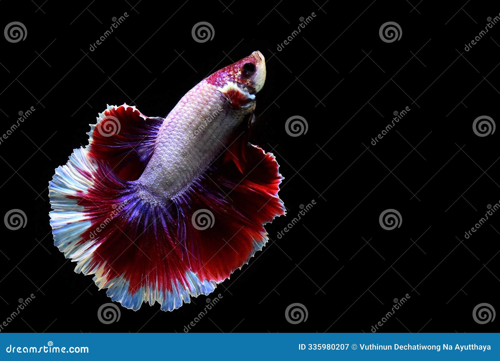 betta fish fancy red lavender butterfly halfmoon on black background