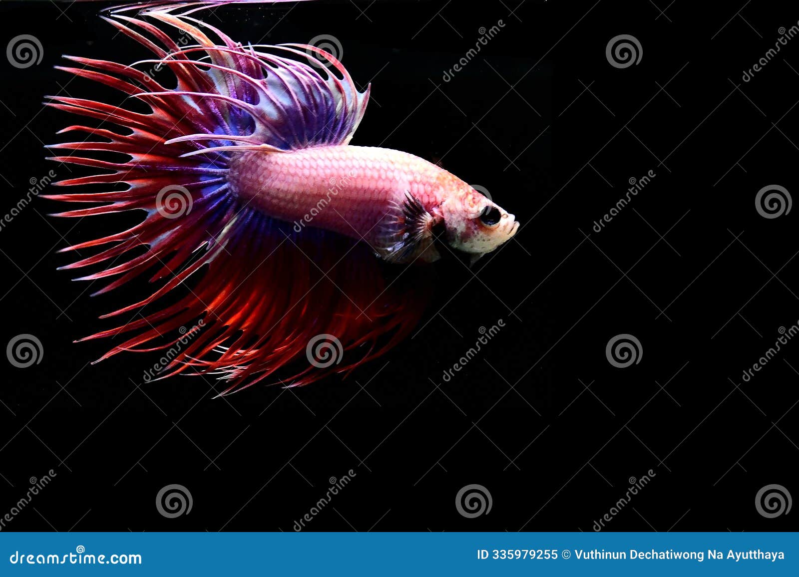 betta fish fancy red pink crowntails on black background