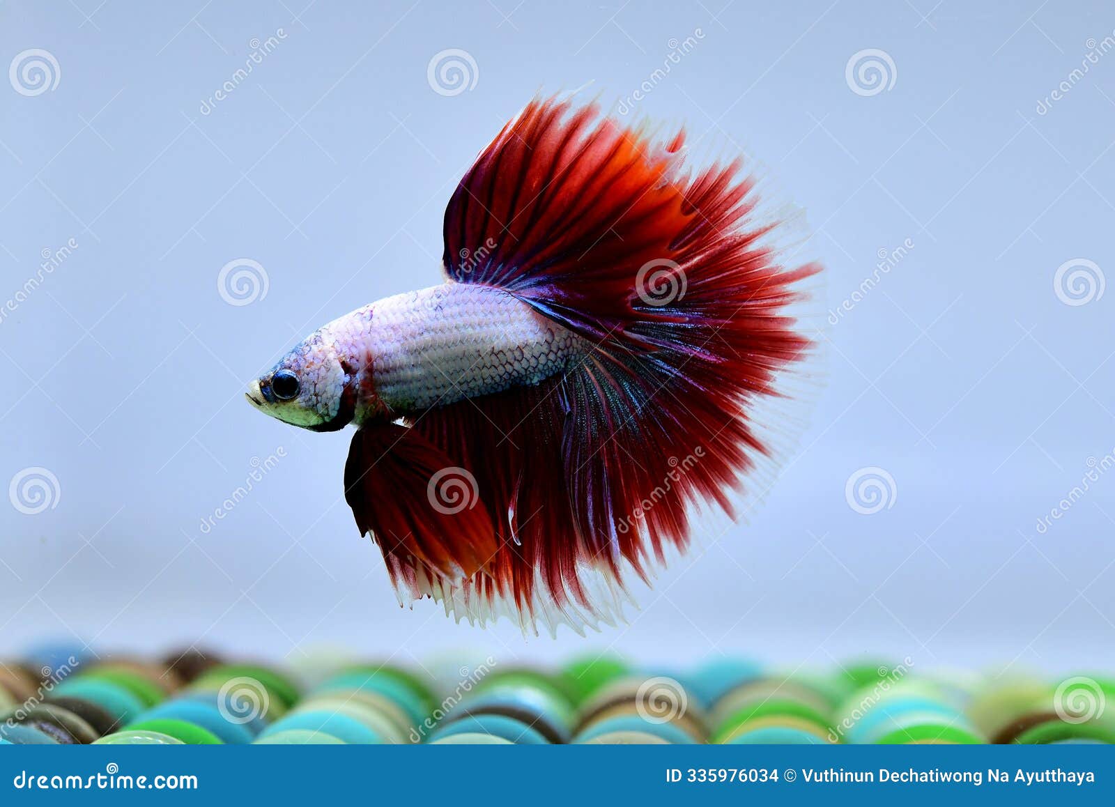 betta fish fancy red salamander halfmoon on black background