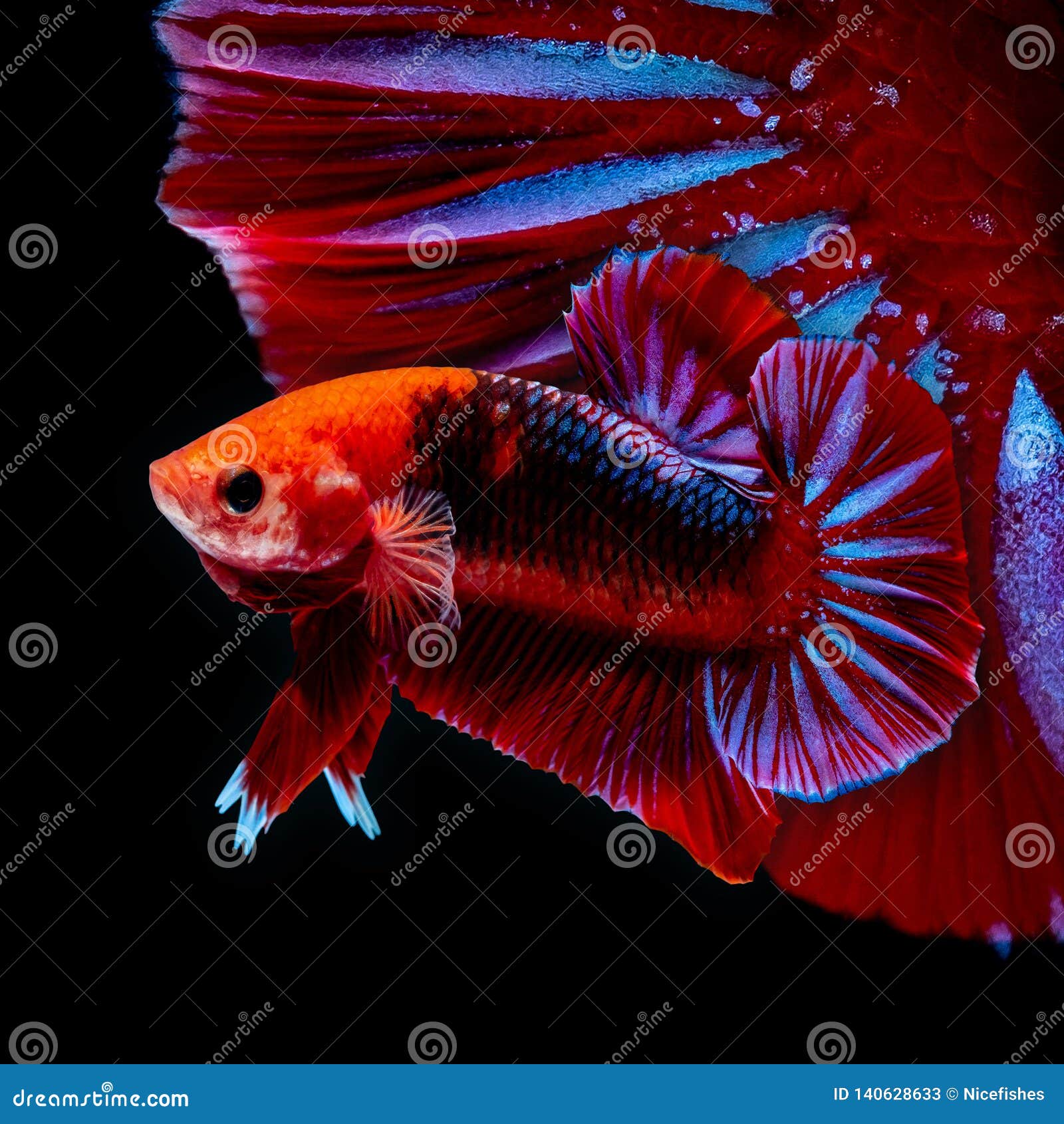 Betta Fish Fight in the Aquarium Stock Image Image of fight, fishes 140628633
