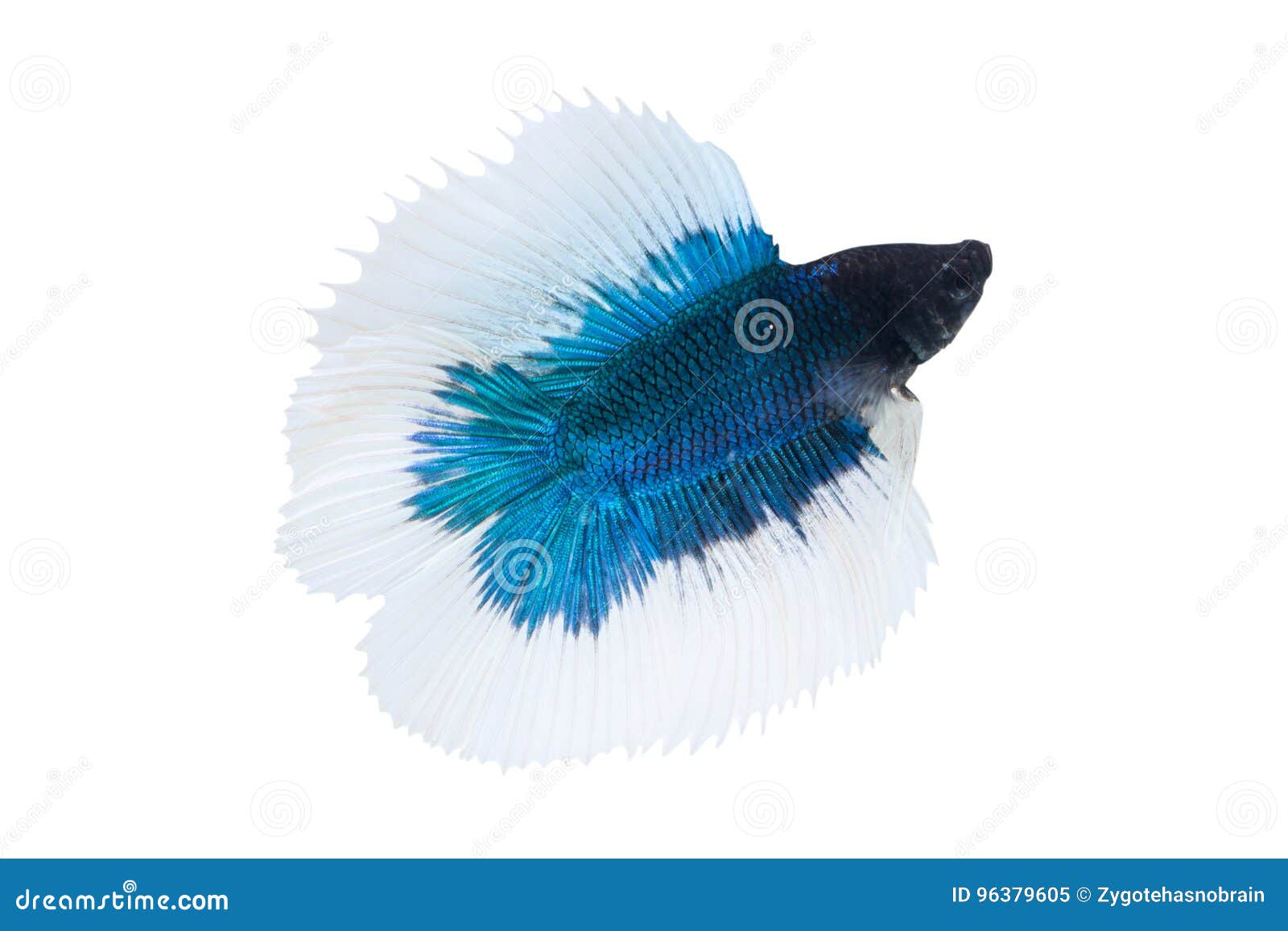 betta fish and fighter fish