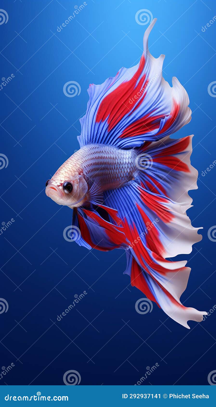 Betta Fish, Fish Fighters, Ios Background Style, Siamese Fish Fighting  Isolated on Black Background, Stock Illustration - Illustration of  isolated, orange: 292937141