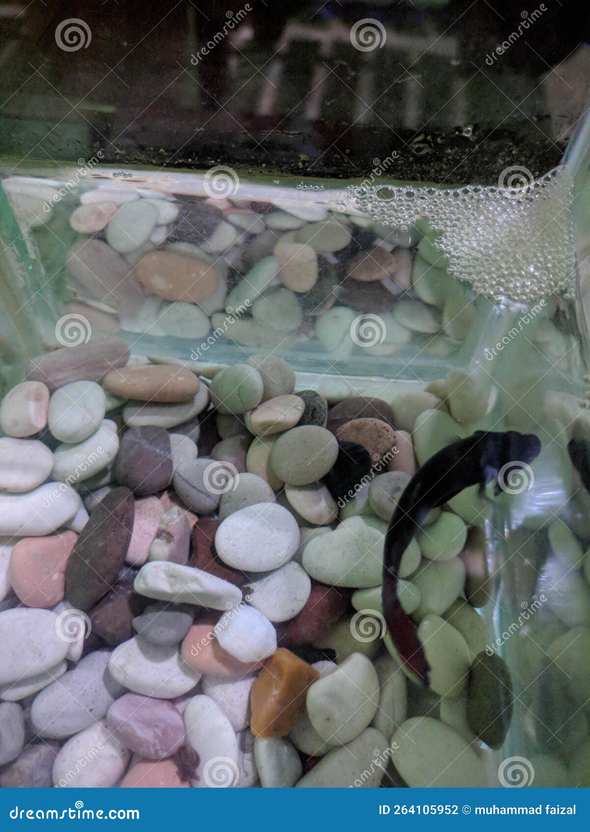 Betta Fish are Laying Eggs and the Foam is the Egg Stock Photo Image of foam, laying 264105952