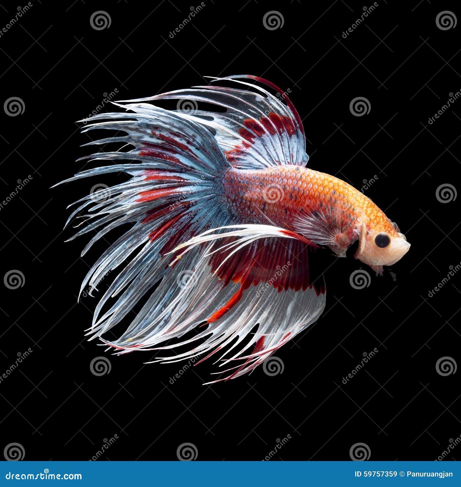 Betta (Siamese Fishing Fish): Fish Species Profile