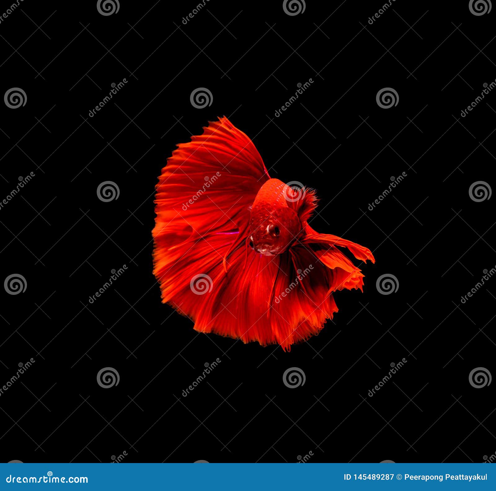 betta fish, siamese fighting fish, betta splendens  on black background