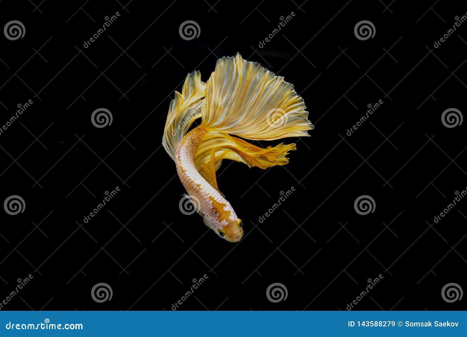 siamese fighting fish gold color