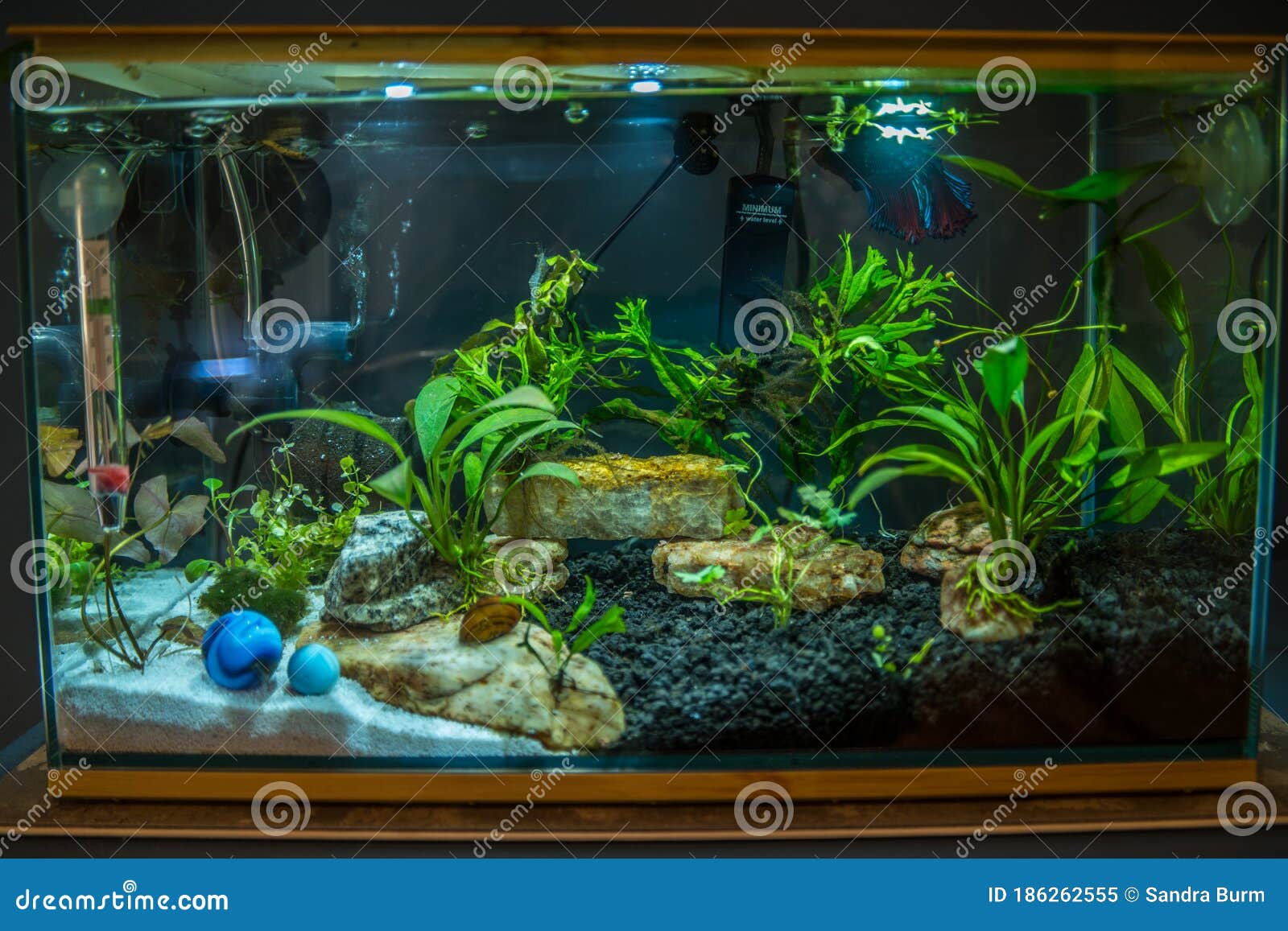 betta fish tank rocks