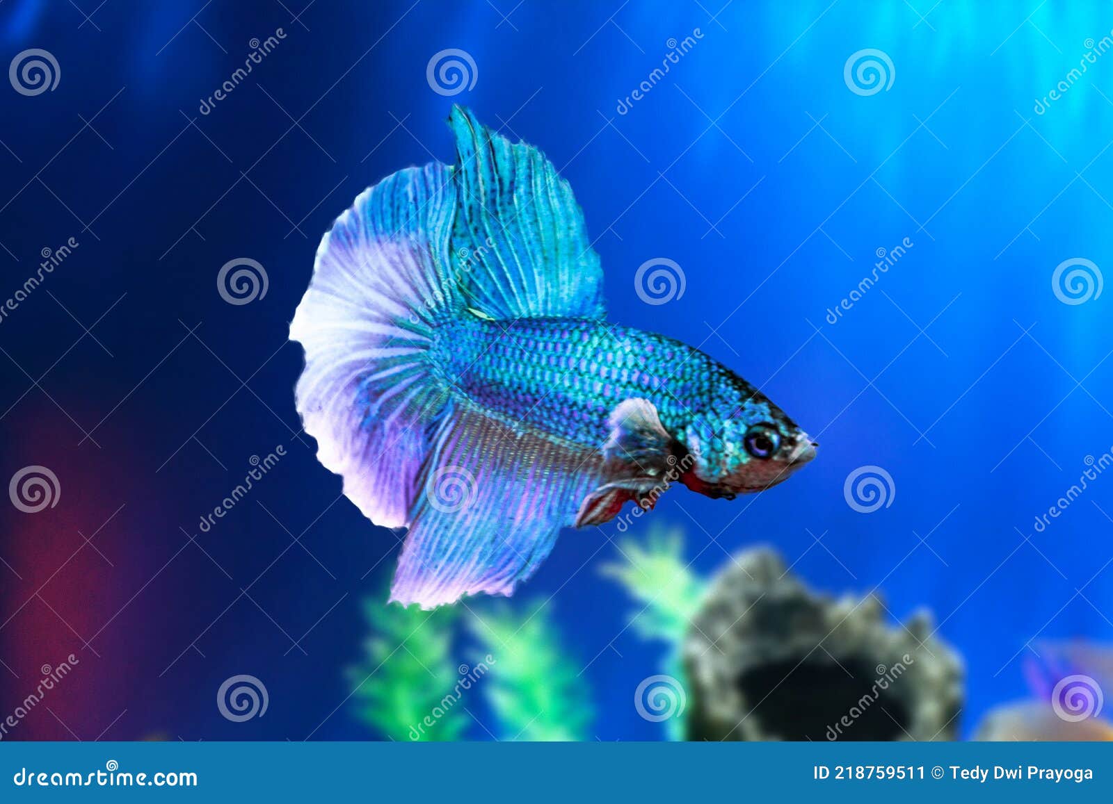 Betta Fish is Underwater in the Aquarium Against a Backdrop of Green