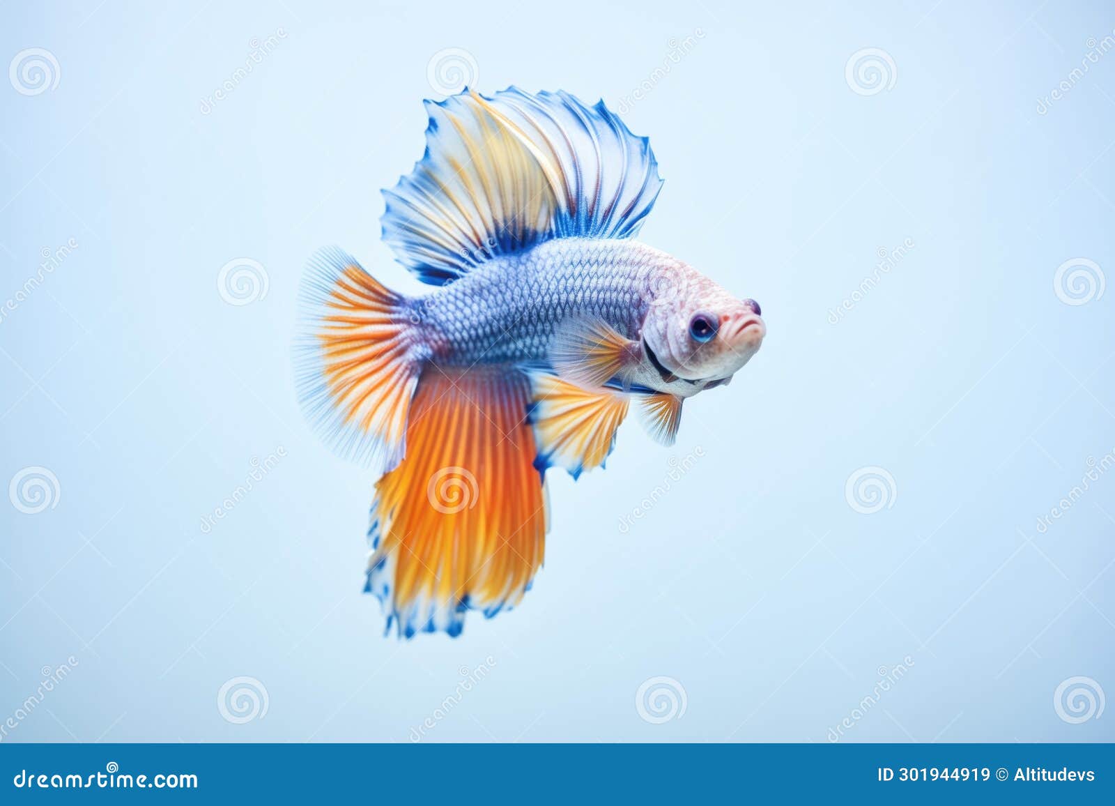 Betta Fish with Vibrant Blue Scales Flaring Gills in a Clear Tank Stock