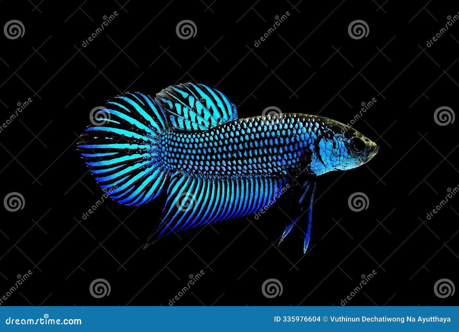 betta fish wild type mahachai turquoise on black background