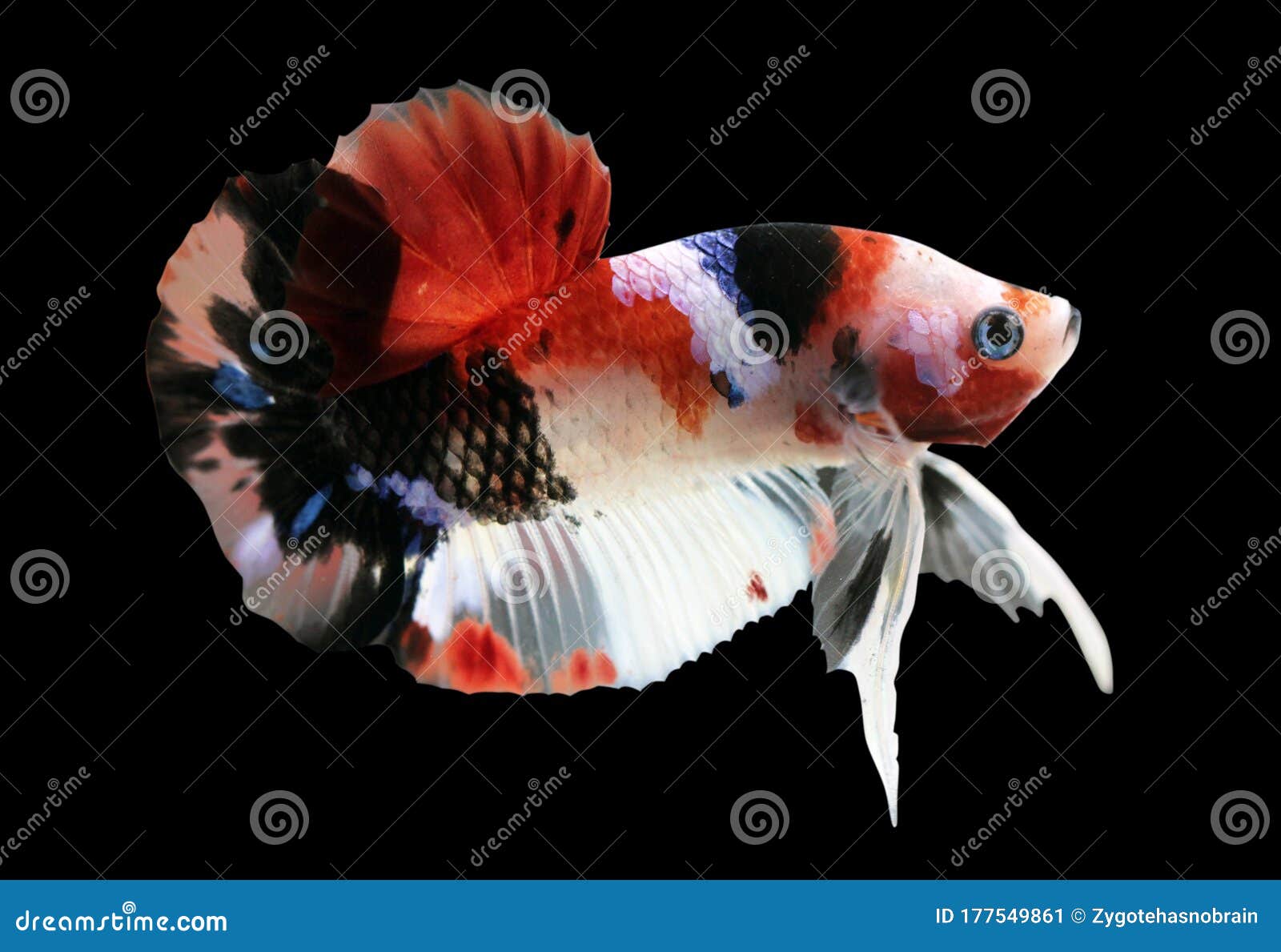 Betta Koi Halfmoon Plakat HMPK Male or Plakat Fighting Fish Splendens Stock Image - of colorful, betta: 177549861