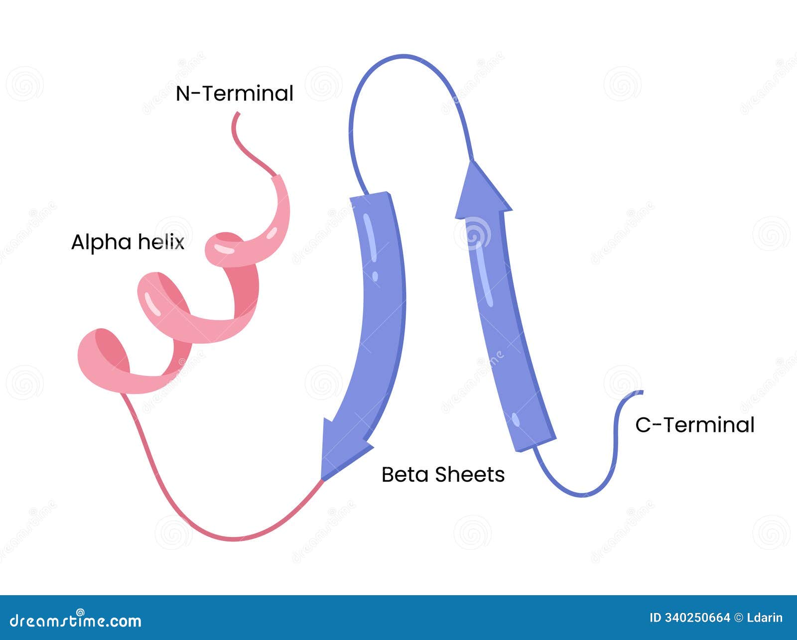   of secondary structure of proteins, alpha helix , beta sheets and protein confirmation