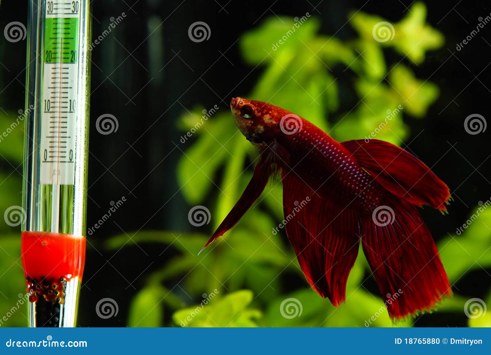 Aquarium Thermometer Temperature In Tropical Fish Aquarium RoyaltyFree