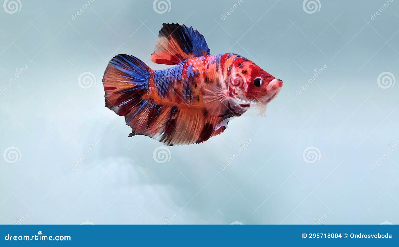 betta splendens giant nemo fish