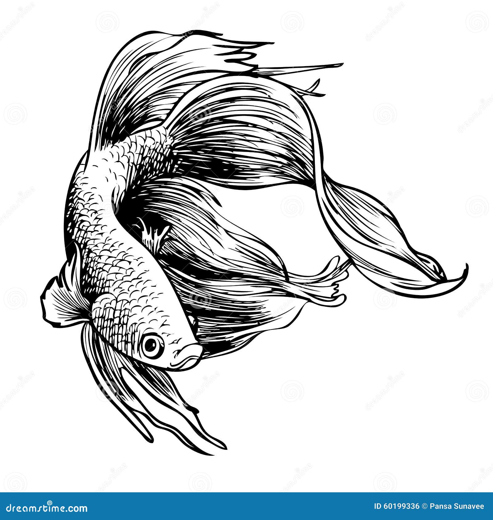 Siamese fighting fish Drawing Sketch, betta, marine Mammal, pencil, animals  png | PNGWing