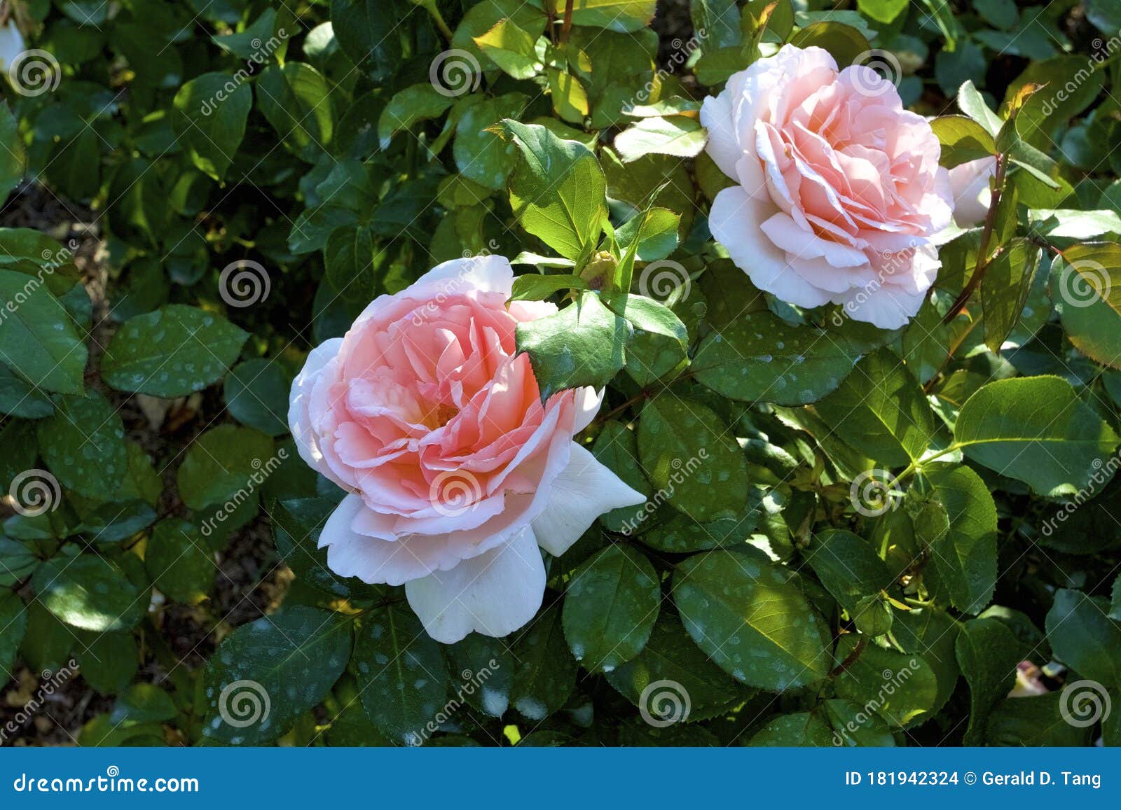 Betty White Tea Rose 823102 Stock Photo - Image of illinois, growing ...