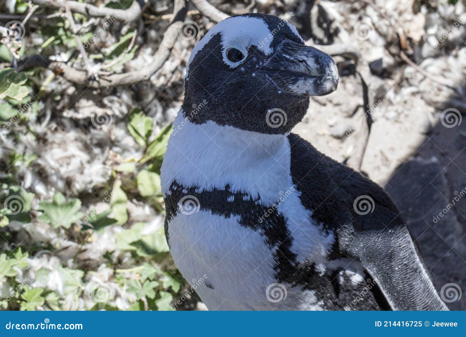 african penguin on the rocks near the ocean in betty`s bay, western cape, south africa