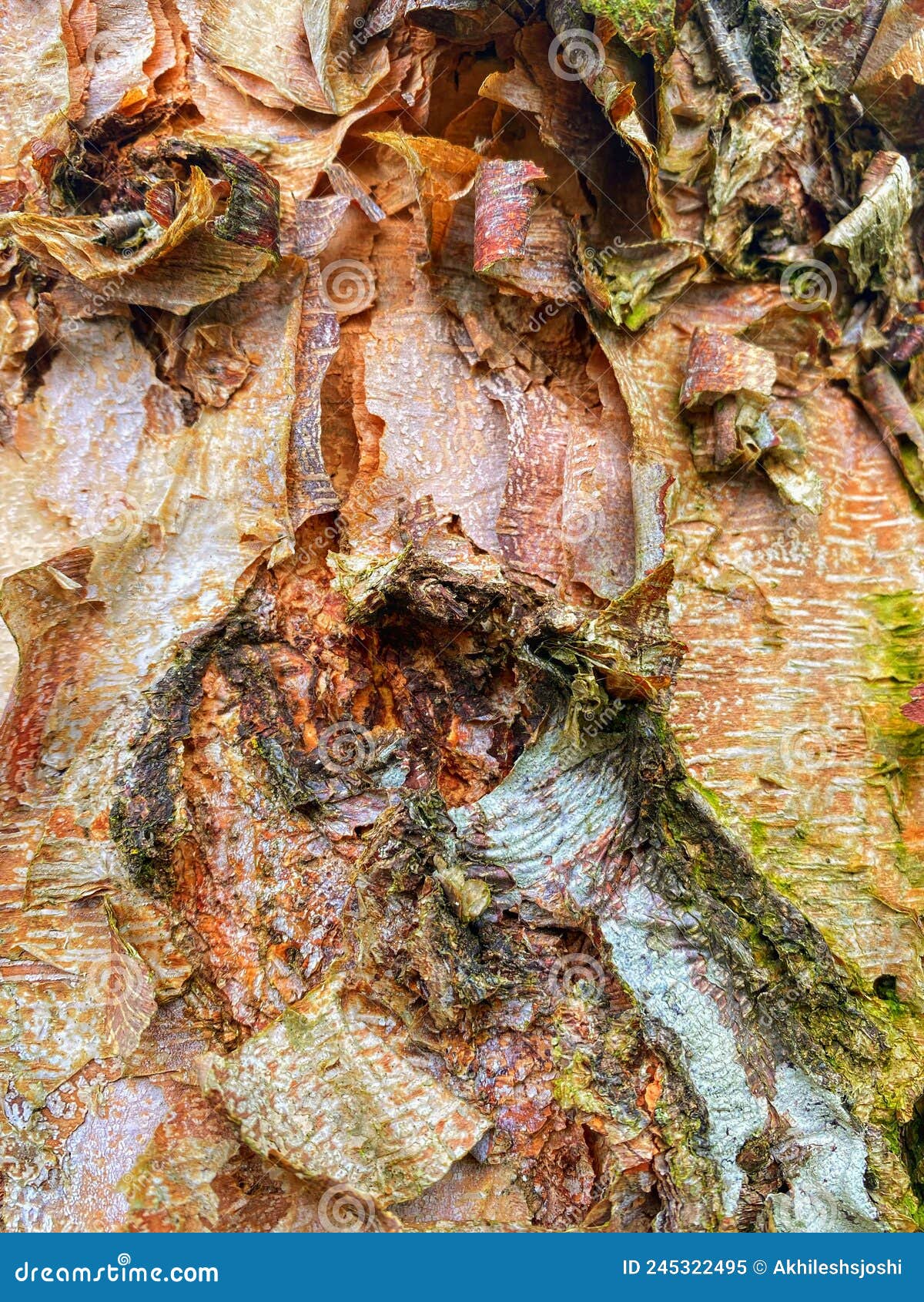 betula davurica tree bark peeling off
