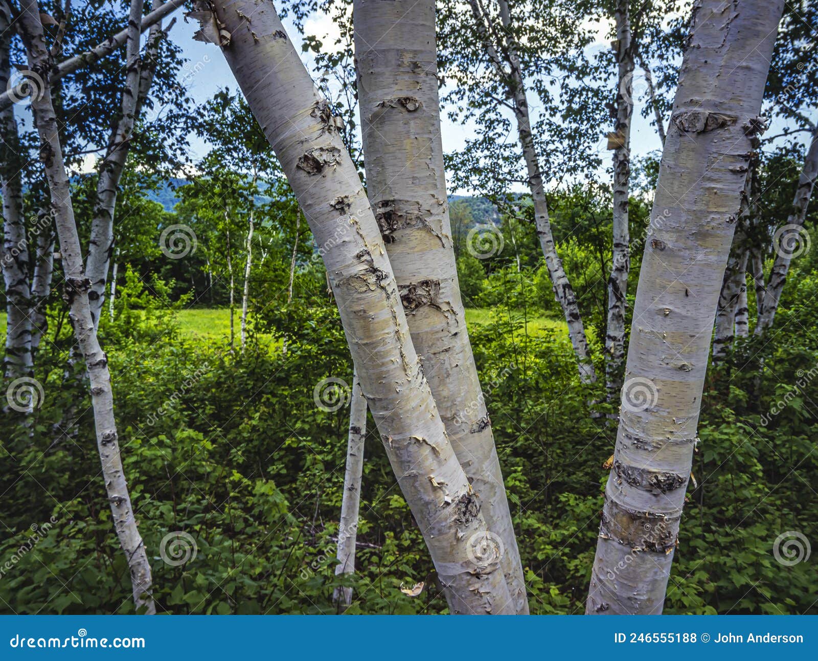 Betula papyrifera (Paper Birch)