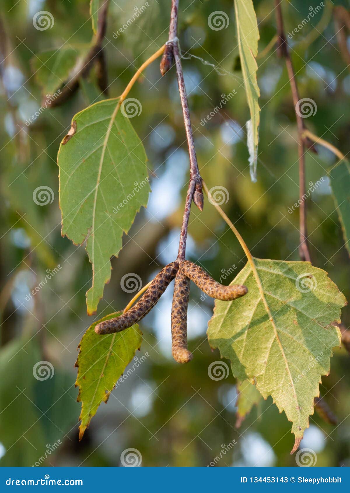 Betula Pendula的叶子和开花白桦树 有疣的桦树 欧洲白桦库存图片 图片包括有本质 晴朗