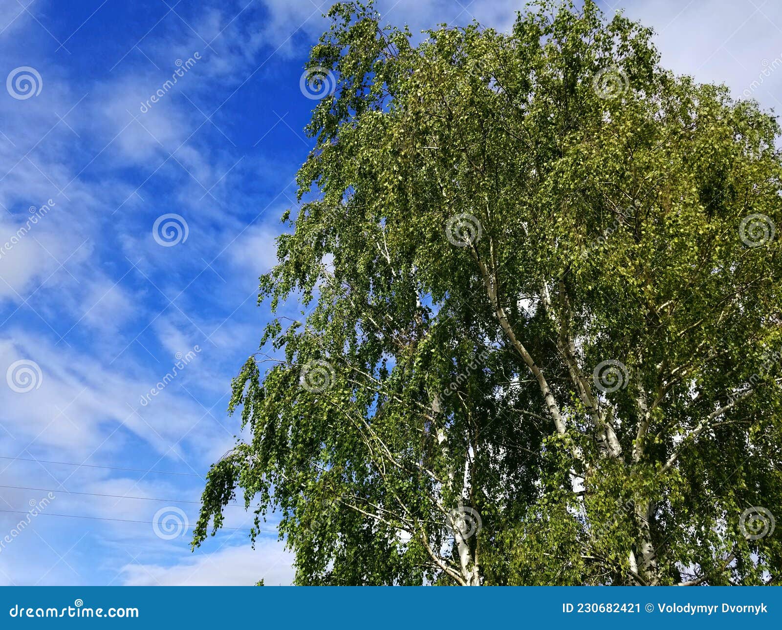 Silver Birch, Betula pendula